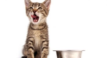 Le meilleur aliment pour les chatons