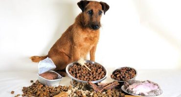 Bestes Hundefutter - Herstellerbewertung